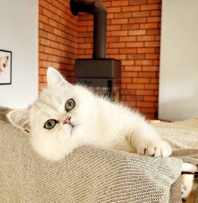 Koteczka srebrny point Maliwia Pl