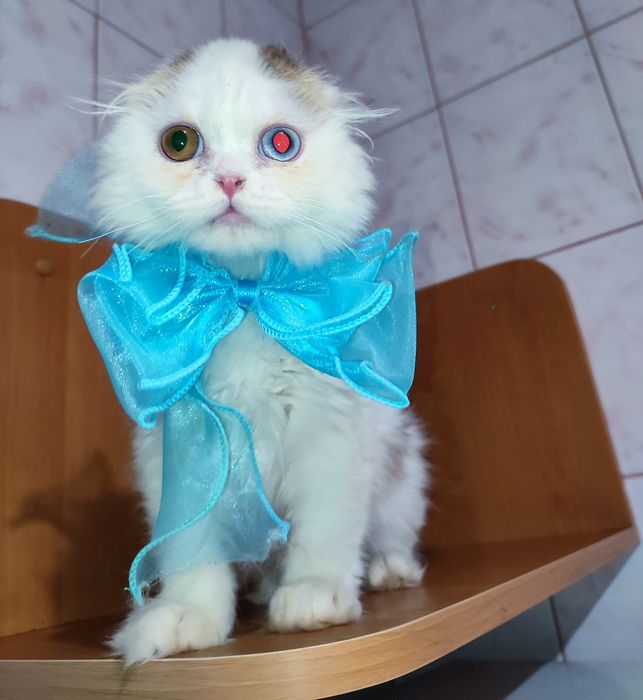 Різноокий шоколадний Арлекін.