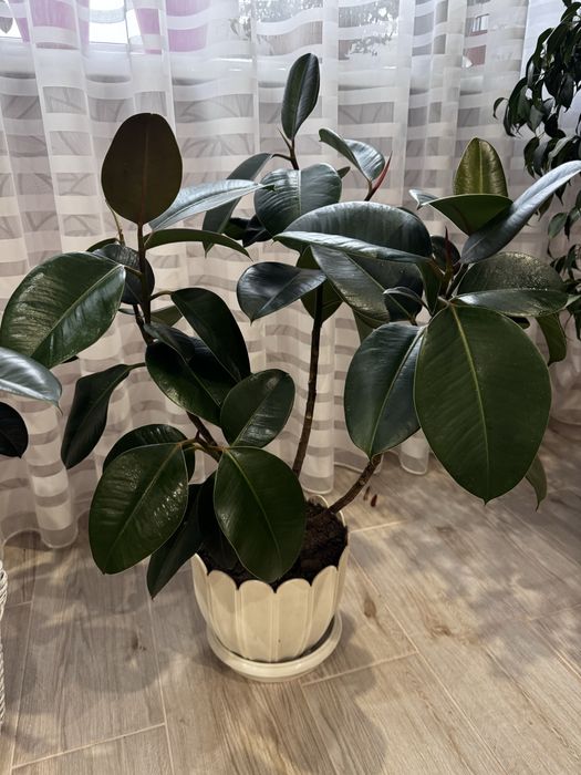 Фікуси для дому або офісу