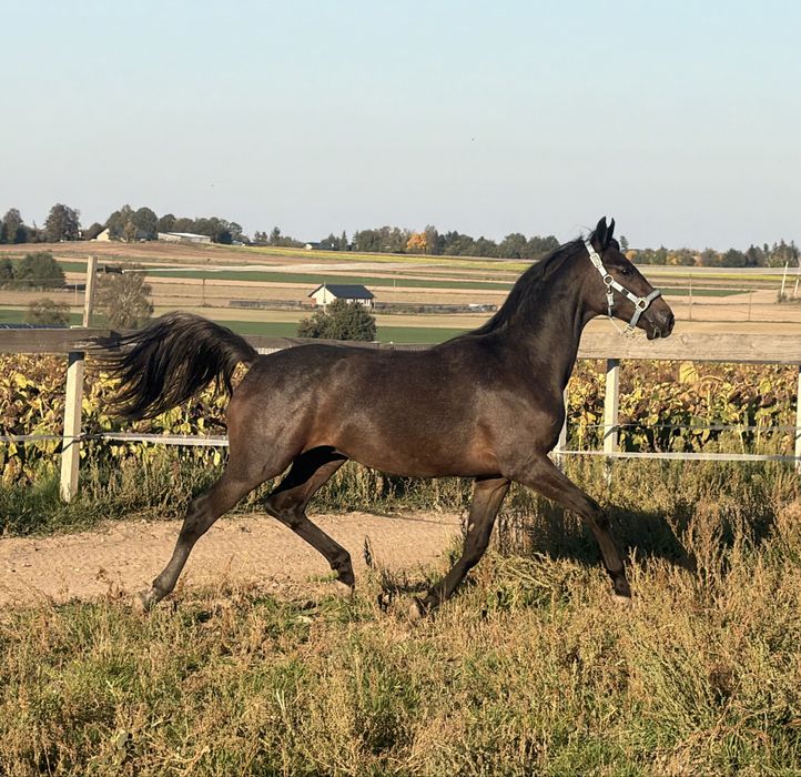 1,5 roczny ogier