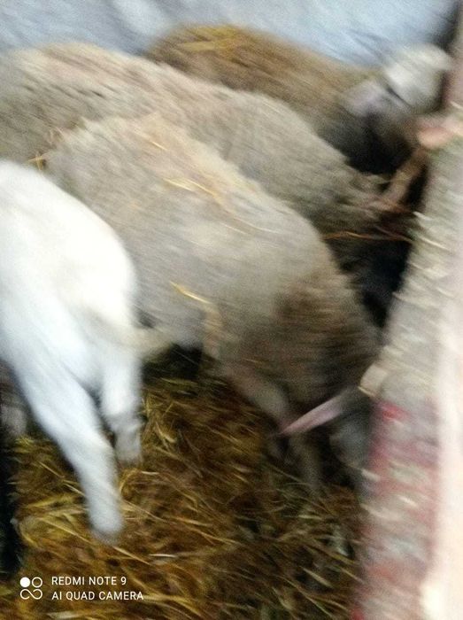 Продам баранов оптом