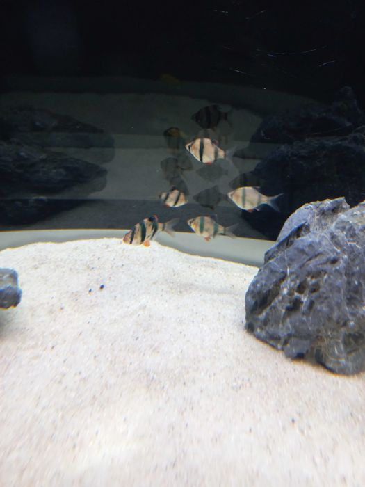 5 barbos tigre adultos