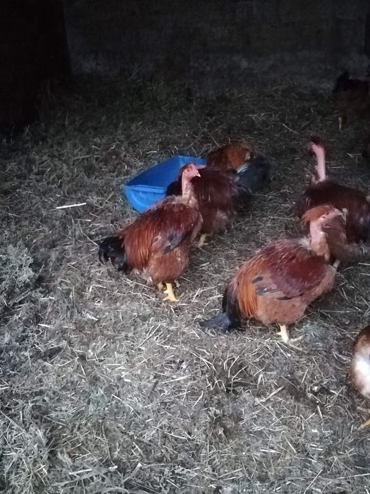 Galos capoes caseiros