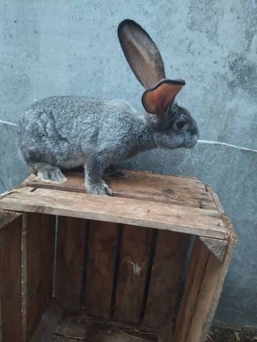 Європейська шиншила