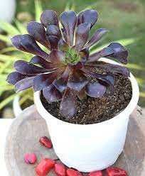 Suculenta Aeonium ROSA NEGRA - Lindissimas