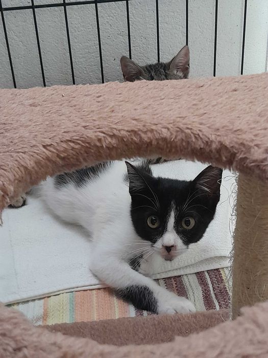 Gata bebé para adoção consciente