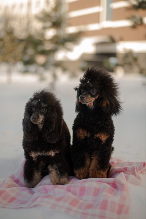 Той пудель фантом