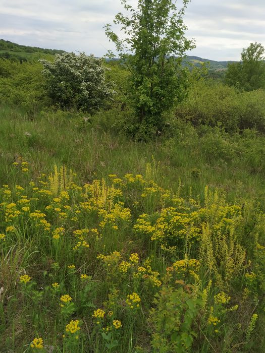 Naturalny miód lipowy i wielokwiatowy