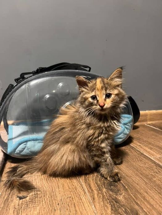 Кошенятко шукає дім