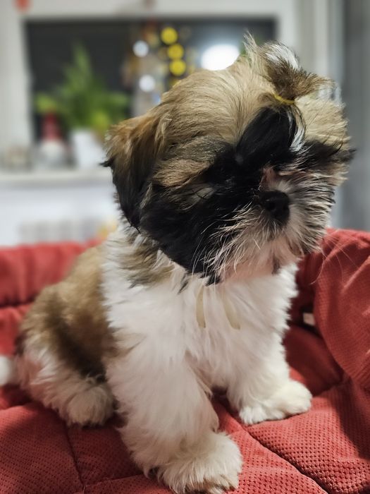 Shih-tzu: Piękna sunia Tricolor ur. 10.11.2025 r