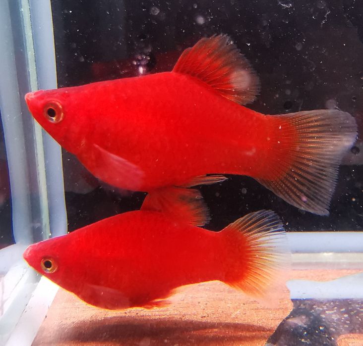 Zmienniak Plamisty Platka, Piękne odmiany Sklep Altum Kfakow