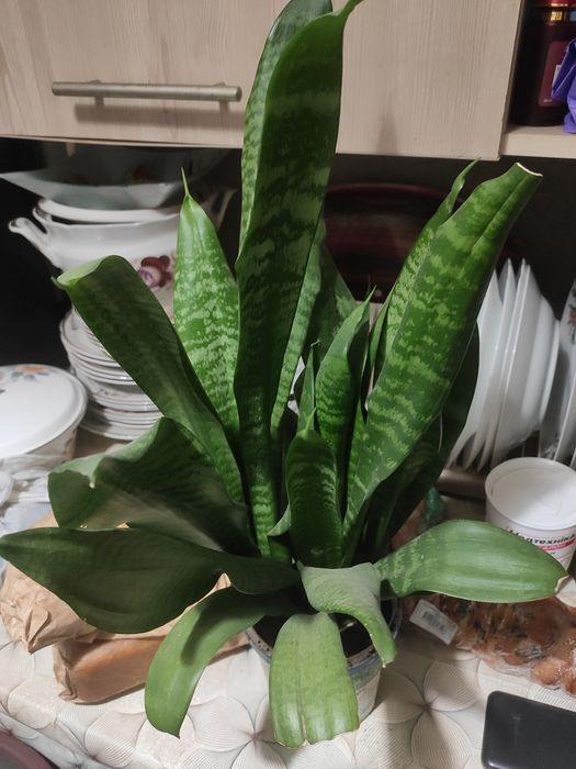 Сансивієрія густий,багато розеток