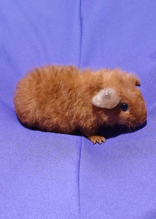 Морська свинка,  Тедді