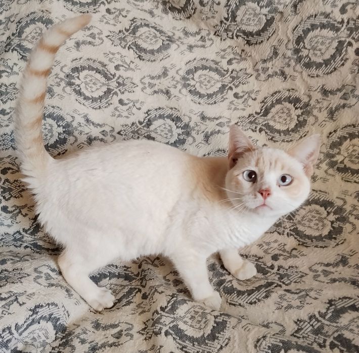 Котик  кремовый голубоглазый