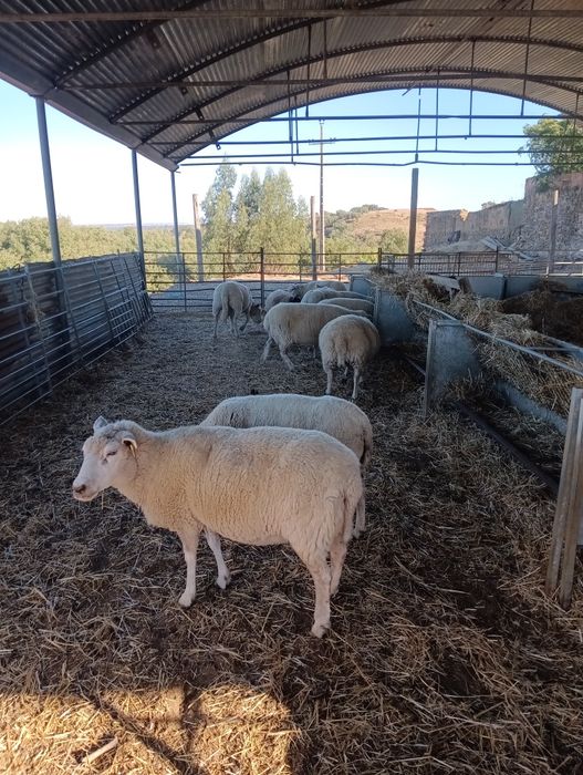 Ovelhas texel venda