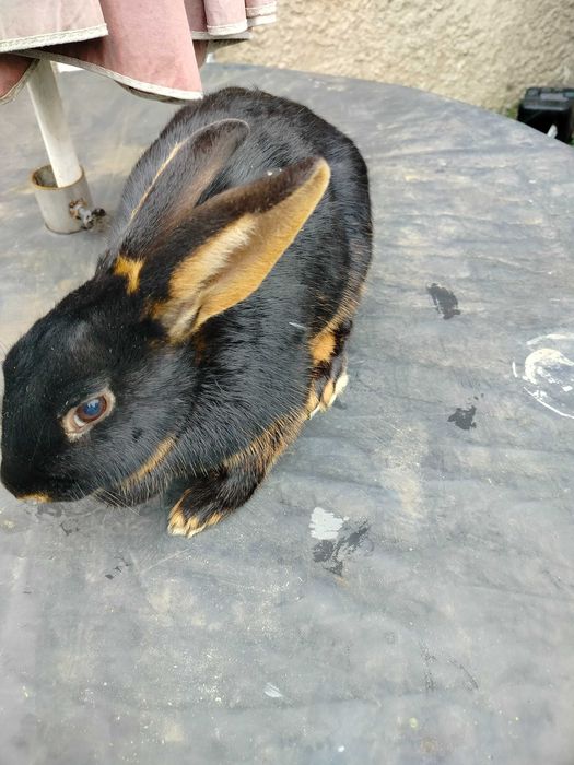 Króliki zajączkowaty samiczka