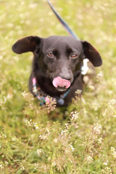 Szukamy domu dla uroczej i młodej suni. Wika czeka ma adopcję