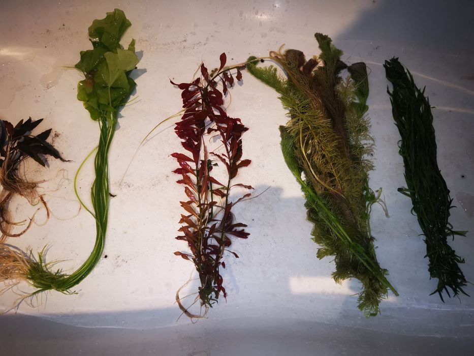 Promocja - Rośliny do akwarium