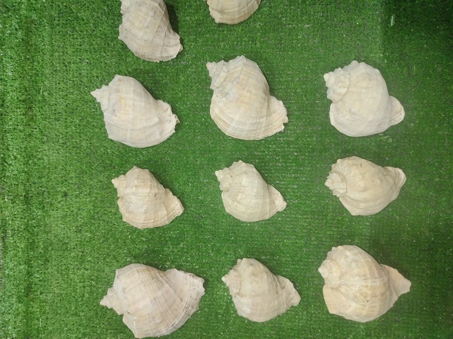 Продам ракушки рапана