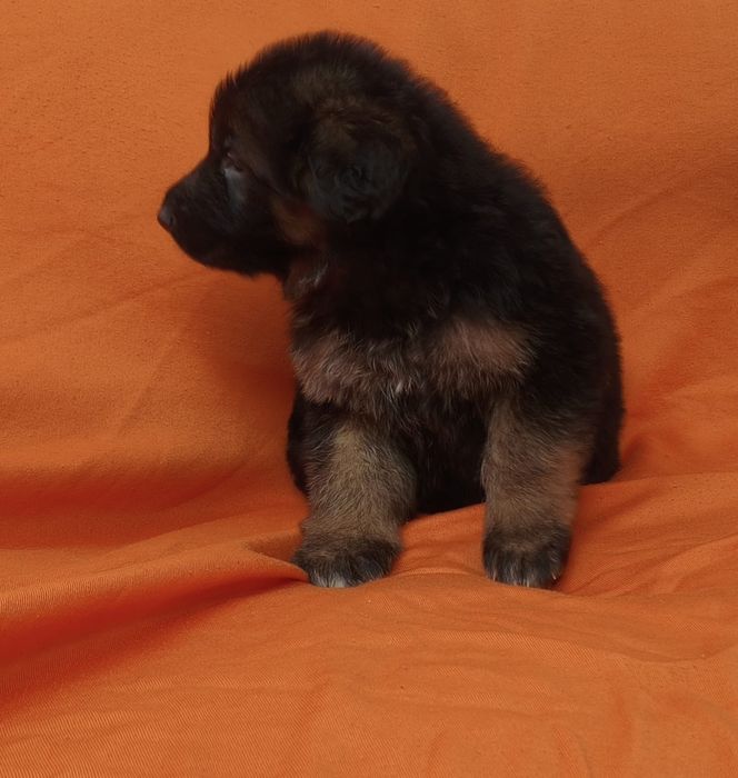 Vendo pastor alemão macho