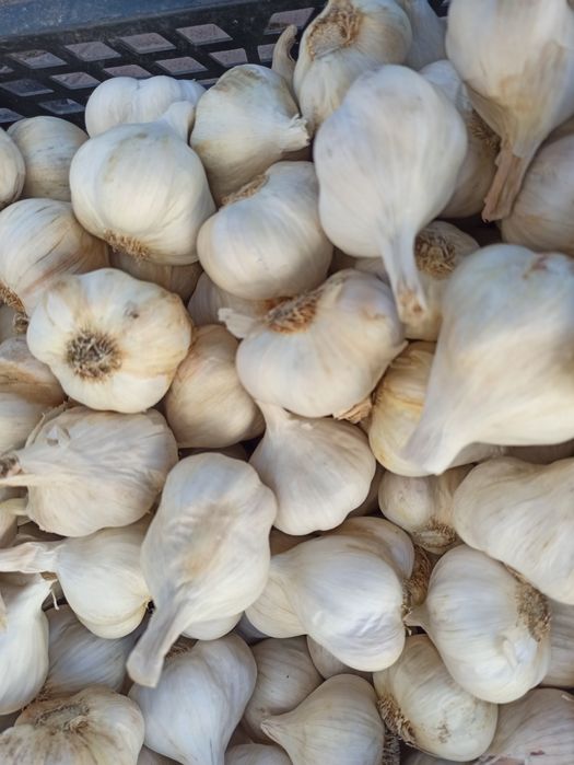 Яровий Сочинський