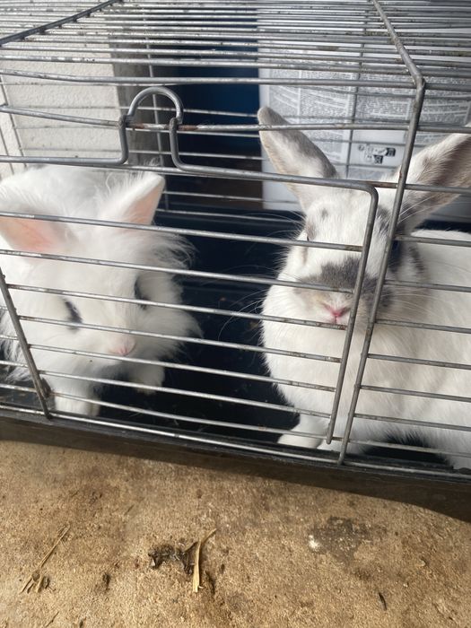 Coelhos anões  ainda não tem um ano