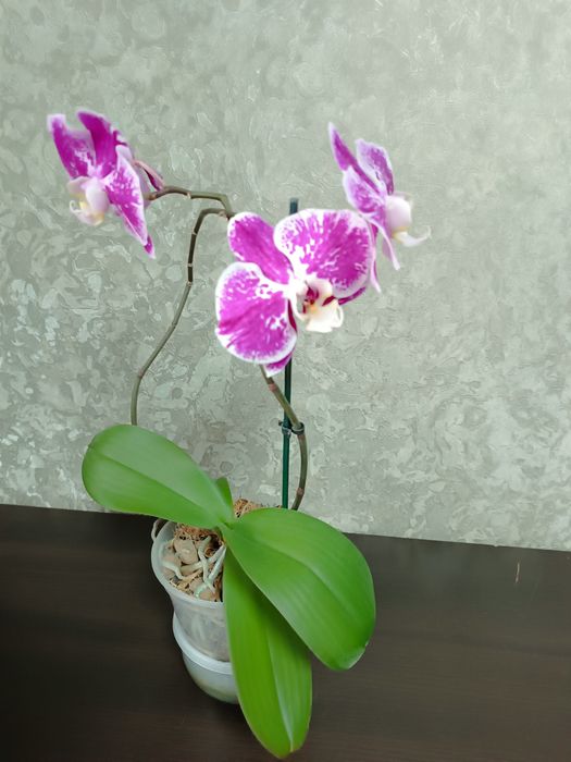 Орхідея доросла .