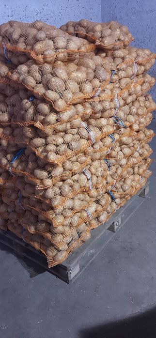 Ziemniaki jadalne Gala/Lilly