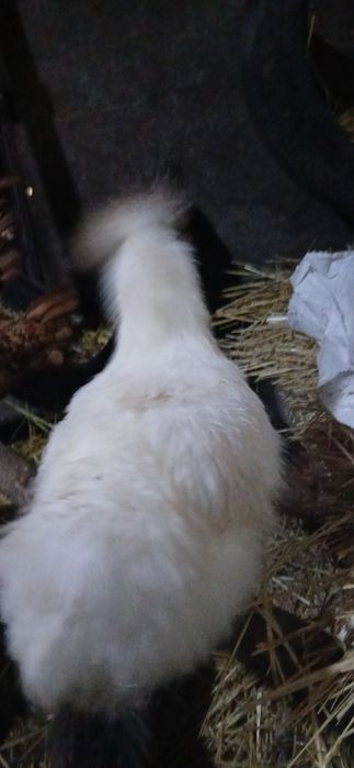 продам китайских курочек