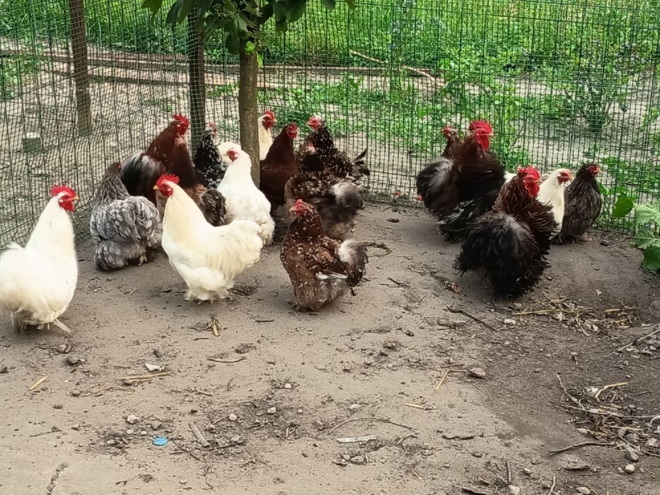 Sprzedam świeże jaja lęgowe czubatki