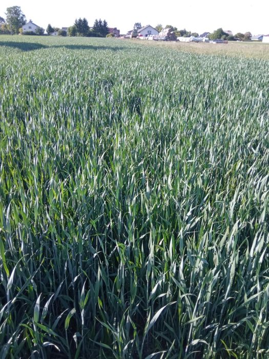 Pszenica ozima Wenecja i GROCH polecam