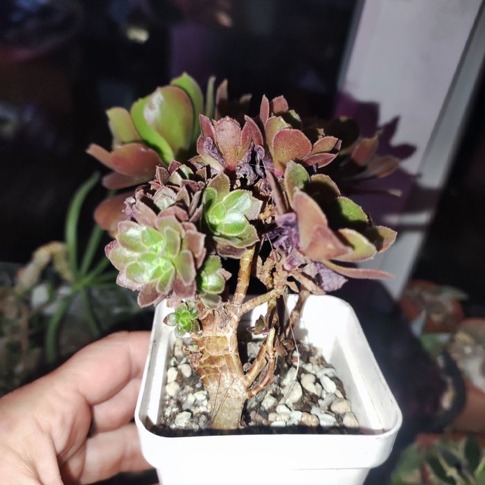 echeveria unguiculata