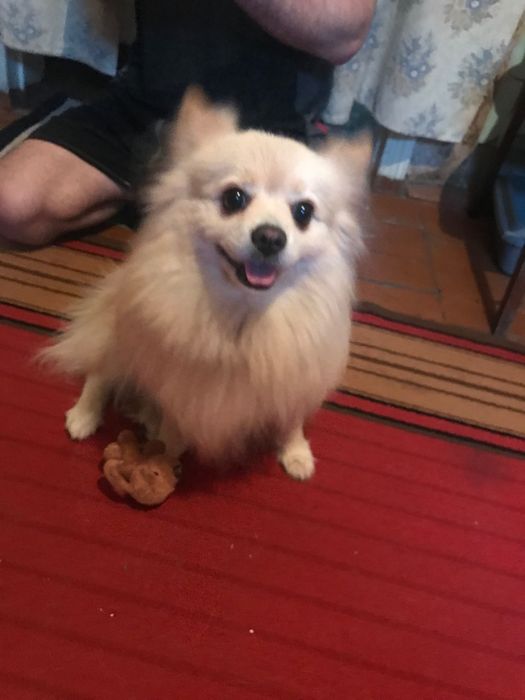 Продам девочку Шпица