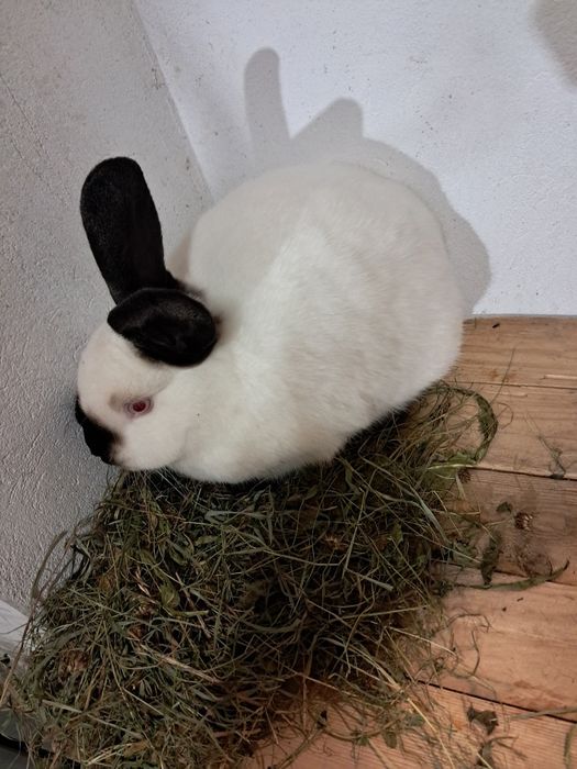 samczyk kalifornijski