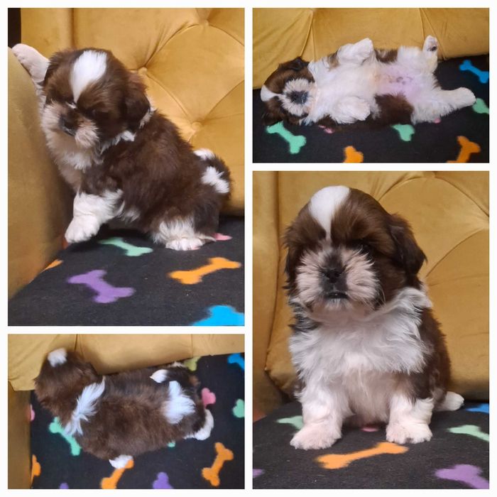 Rudo-bialy piesek slicznosci rodowód ZHPR