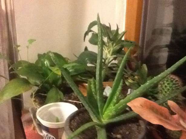 Продам алое, агаву, каланхое та ін. вазони