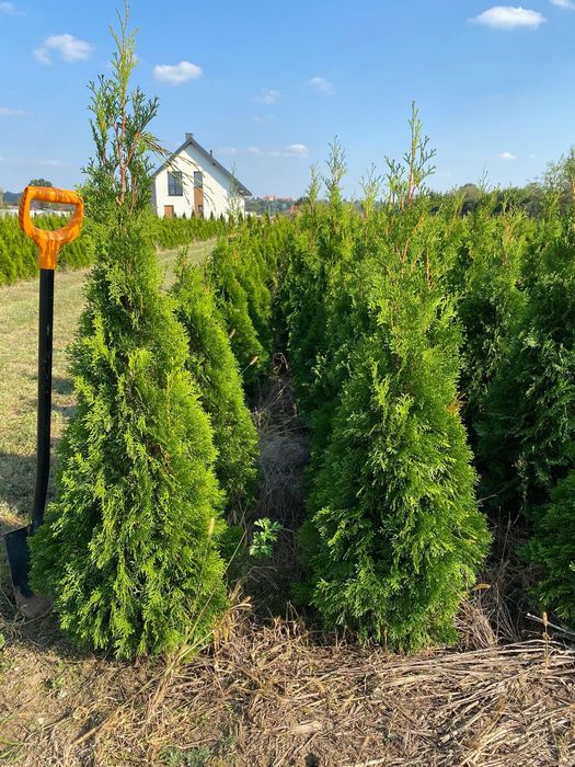 Sprzedam Tuje szmaragd