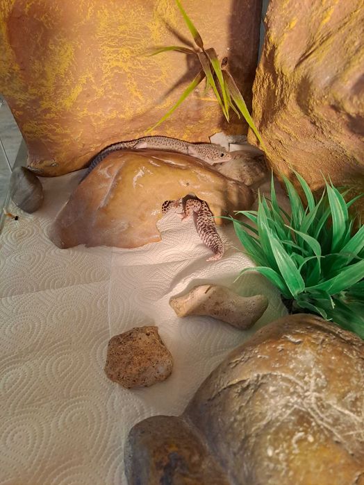 Terarium z gekonami
