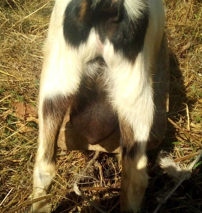 Козел. Цап. Случка. Паровка. Вязка. Случка коз.