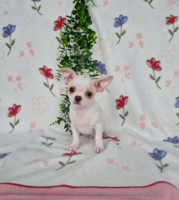 Estupendo menino mini Chihuahua Linhagem Russa de Qualidade