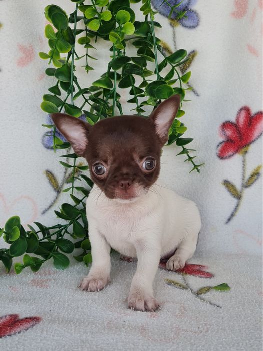 Excelente super miniatura menina Chihuahua/Chiuaua LinhagemRussa de Qualidade