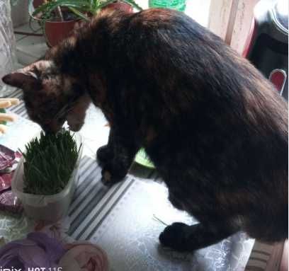 Загубилася кішка. Звати Мура