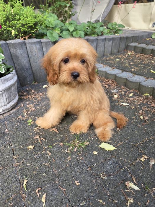 Cavapoo szczeniak