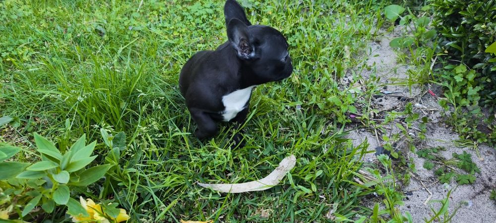 Bulldog francês fêmea criado em ambiente familiar disponível para entr