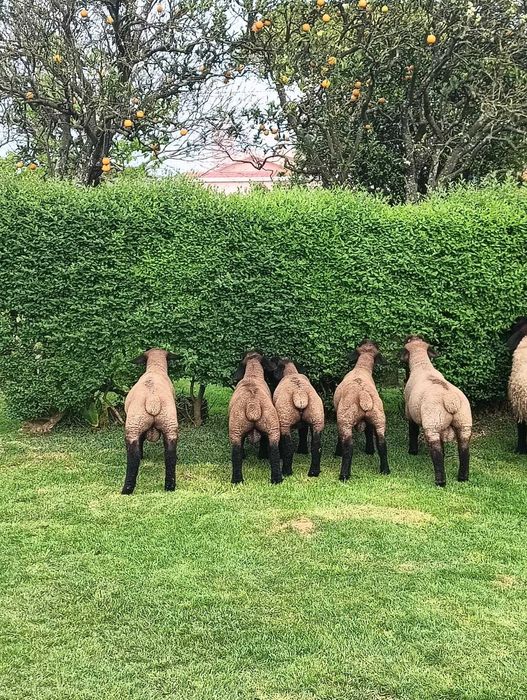 Borregos Suffolk Puros