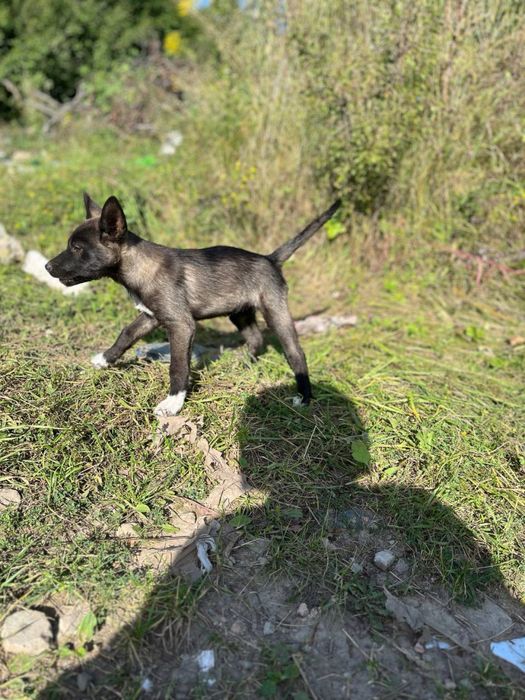 Віддам цуценят в хороші руки