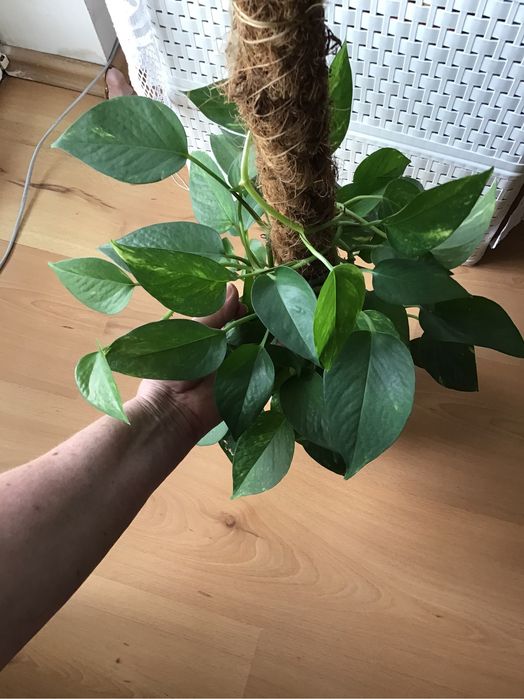 SCINDAPSUS epipremnum pnacze