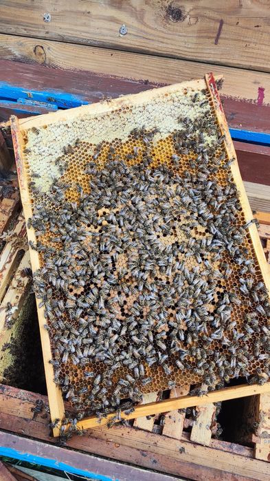 Продам бджоло сім'ї або відводки на українську рамку