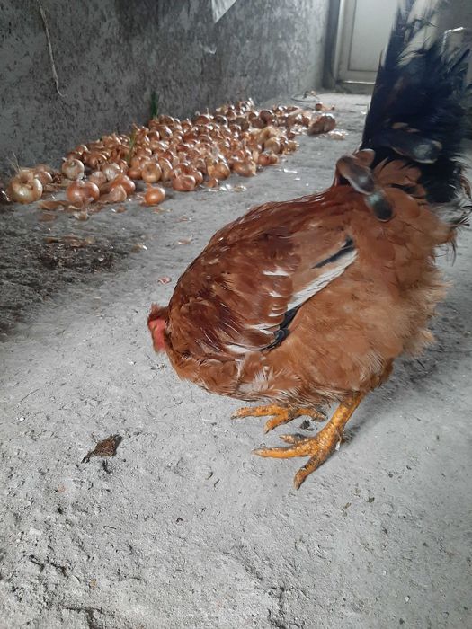 Galo caseiro  do campo