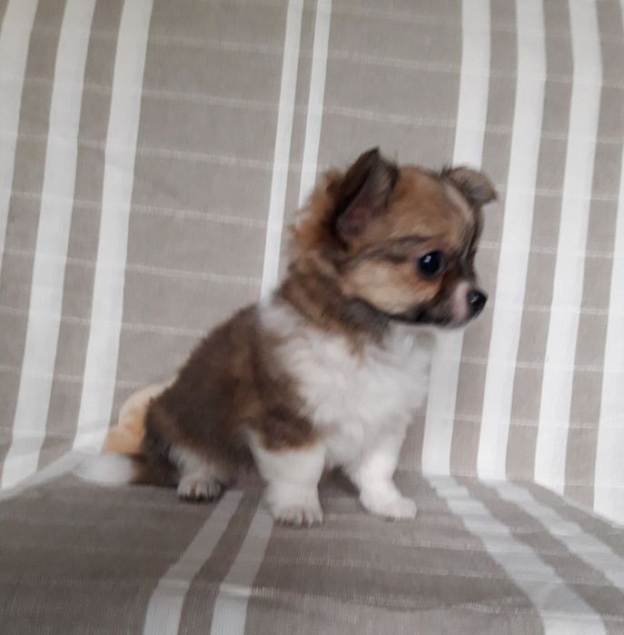 Chihuahua piesek długowłosy